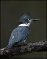 _1SB0040 belted kingfisher
